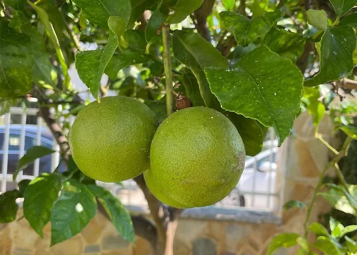 Luxury In - Orangerie