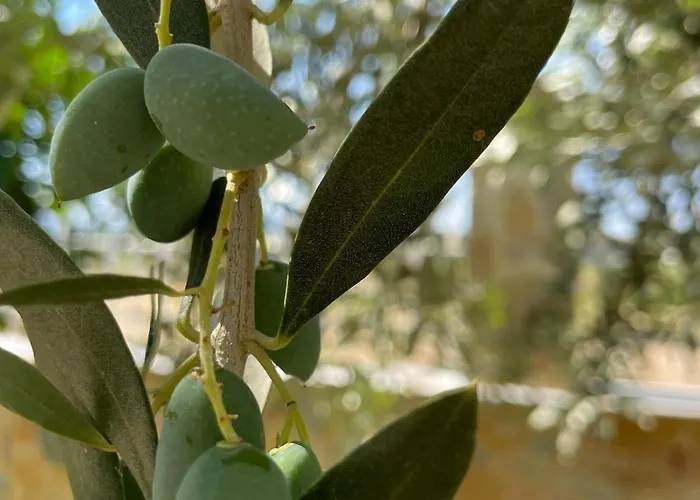 Luxury In - Orangerie Nyaraló